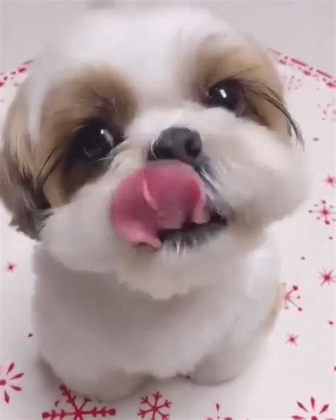 Shih Tzu gifs